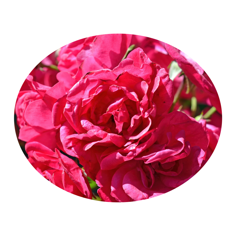 free roses for free and commercial use